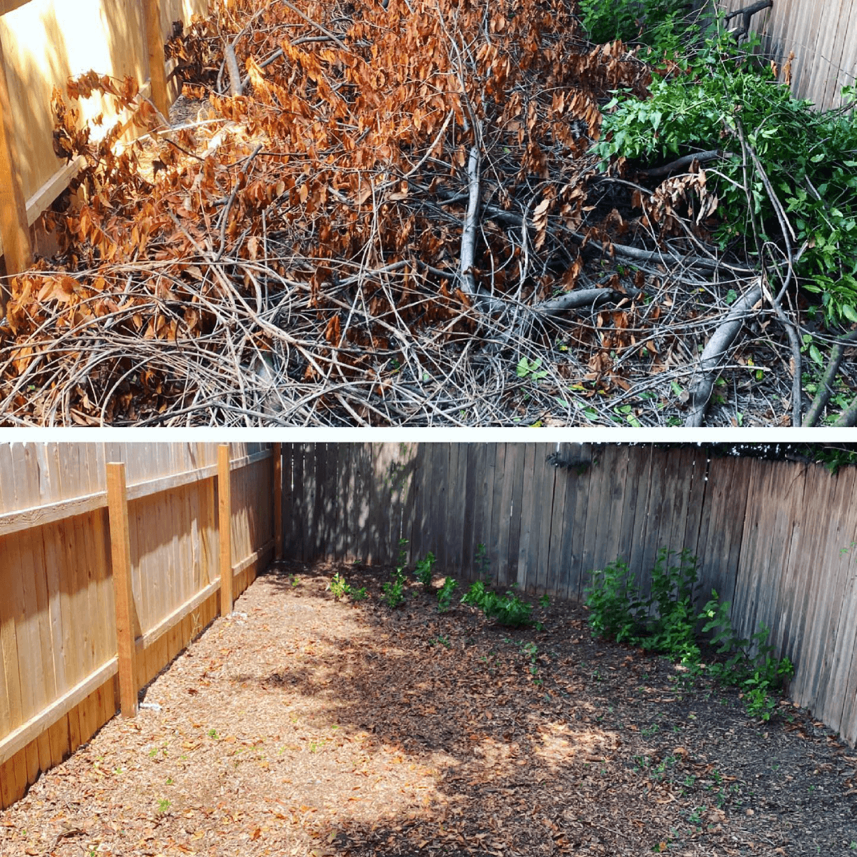 Before and after cleanup showing branches and debris removed from a fence-line side yard.